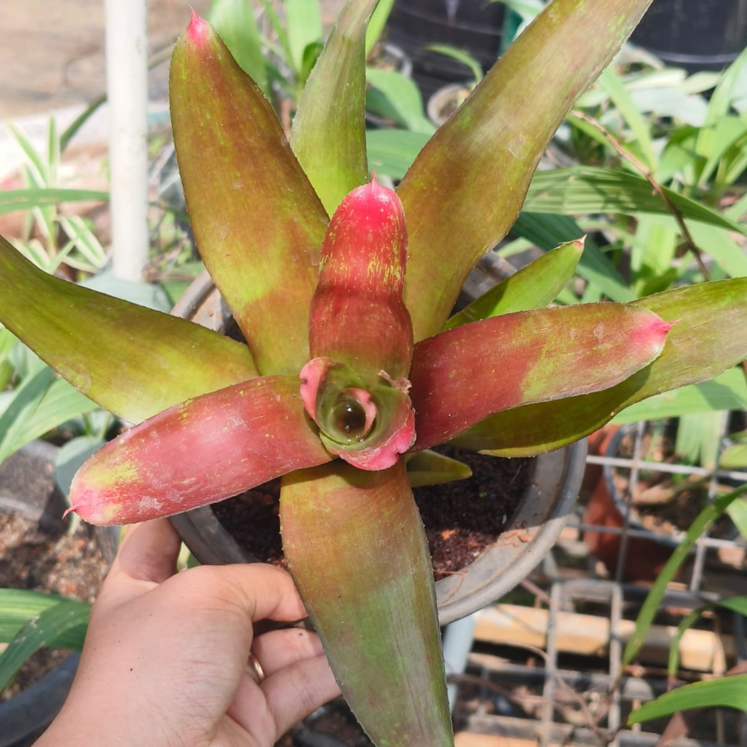 Bromeliad Neoregelia Magali Indoor/Outdoor Live Plant