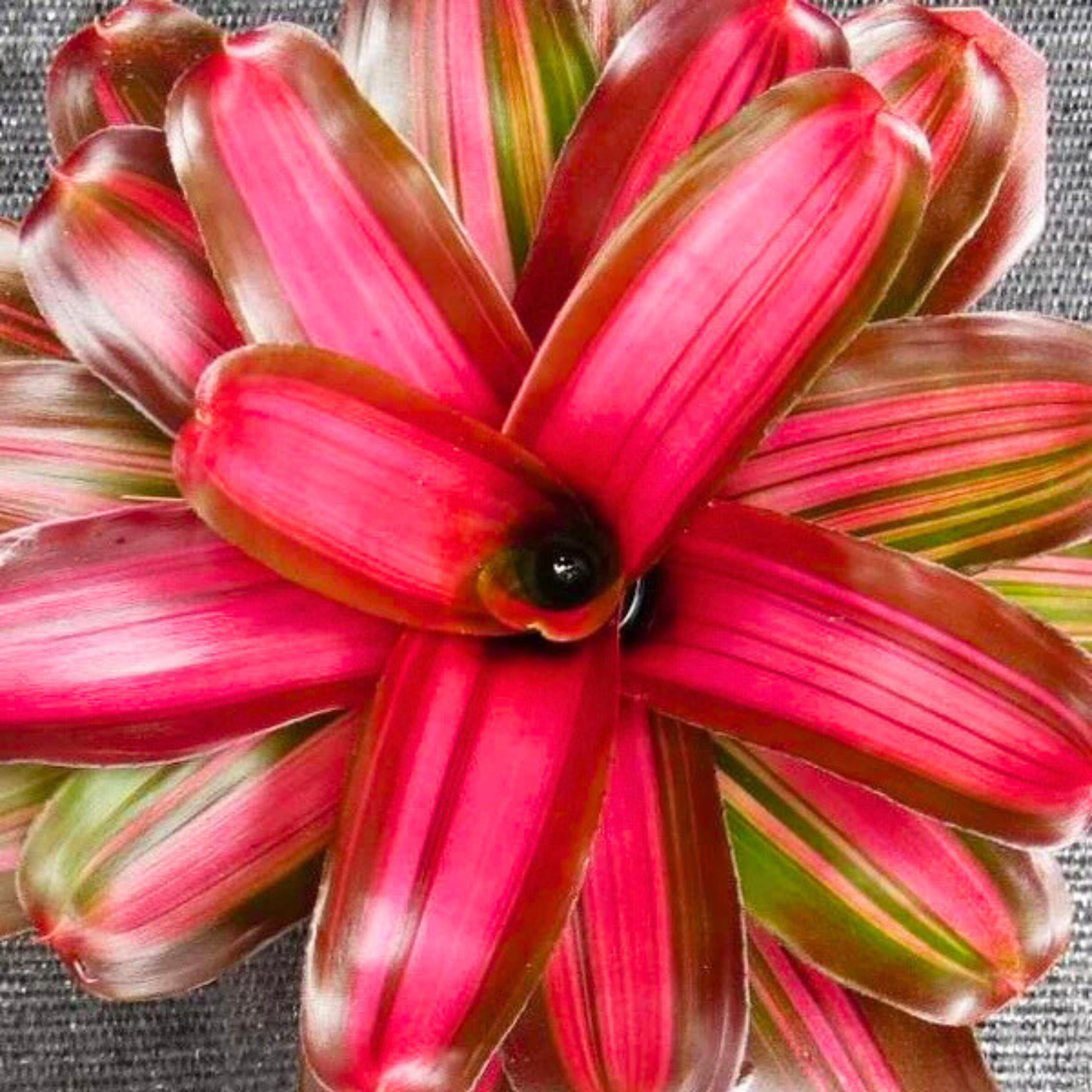 Bromeliad Neoregelia Tricolour x Fireball Indoor/Outdoor Live Plant