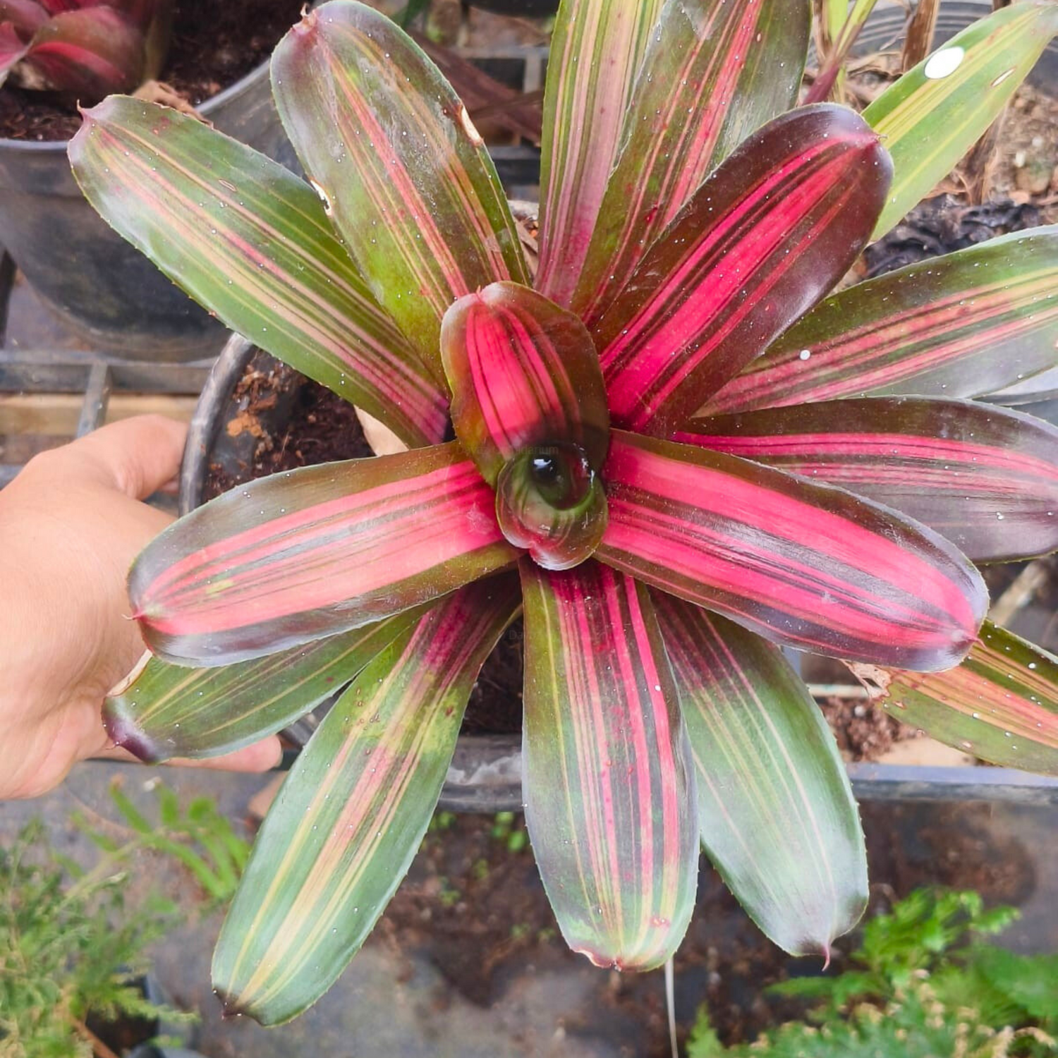 Bromeliad Neoregelia Tricolour x Fireball Indoor/Outdoor Live Plant