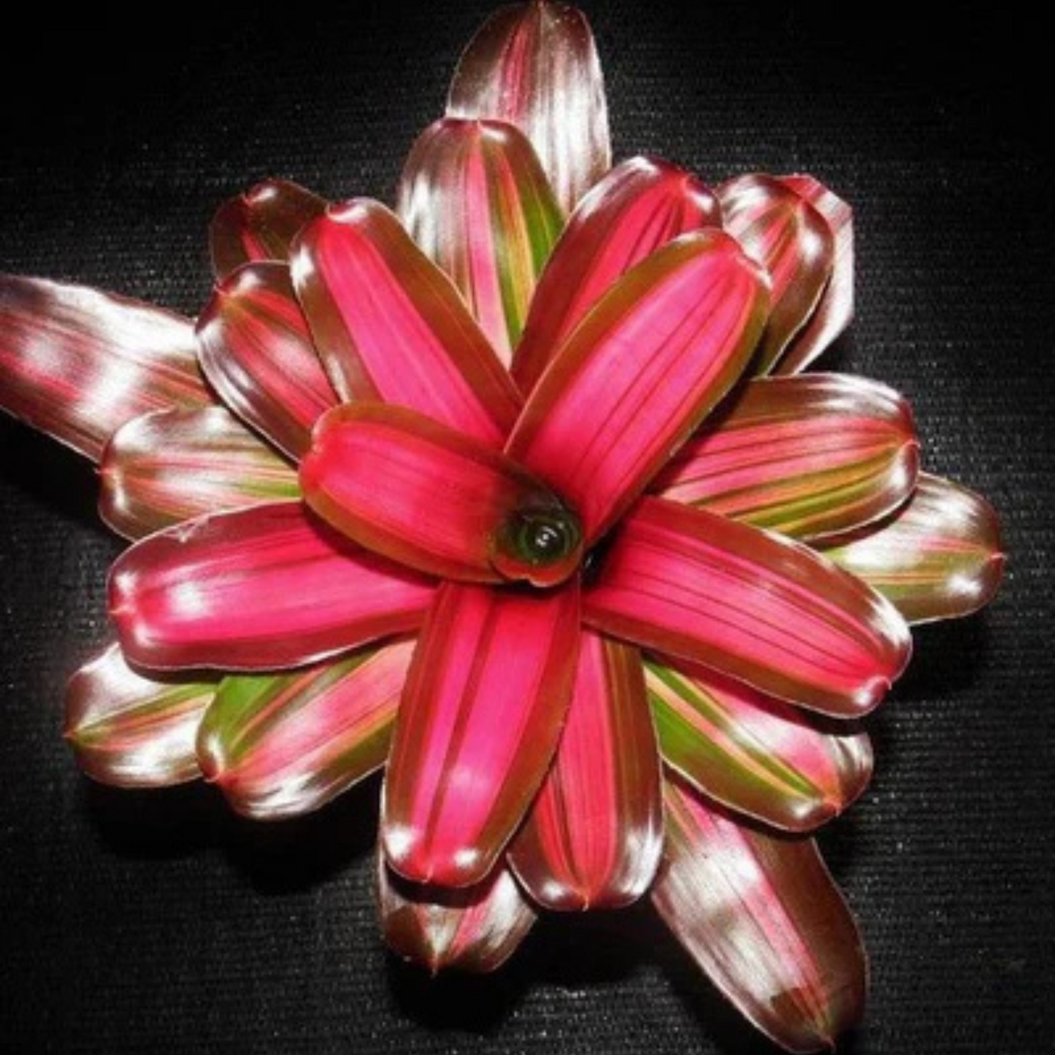 Bromeliad Neoregelia Tricolour x Fireball Indoor/Outdoor Live Plant