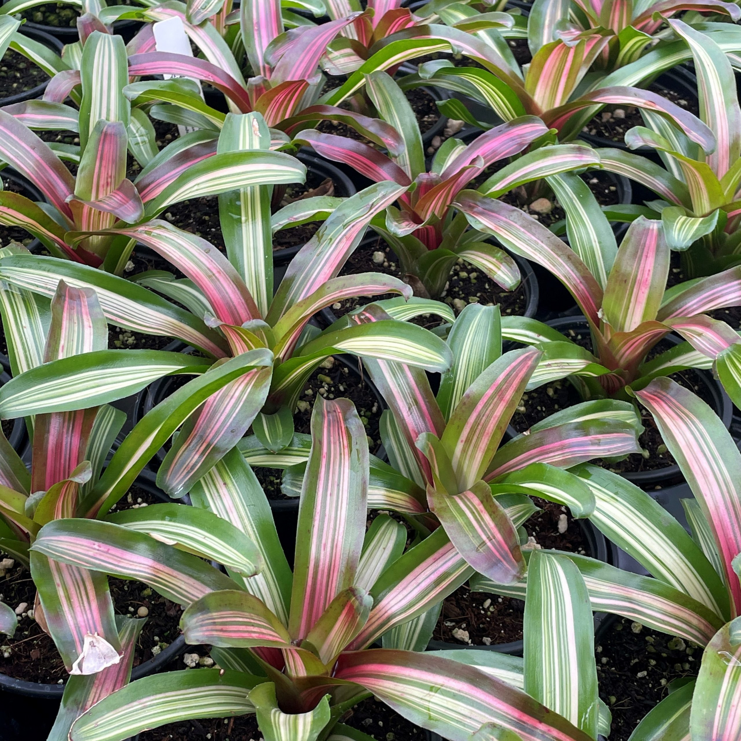 Bromeliad Neoregelia Zoe Striped Fireball Indoor/Outdoor Live Plant