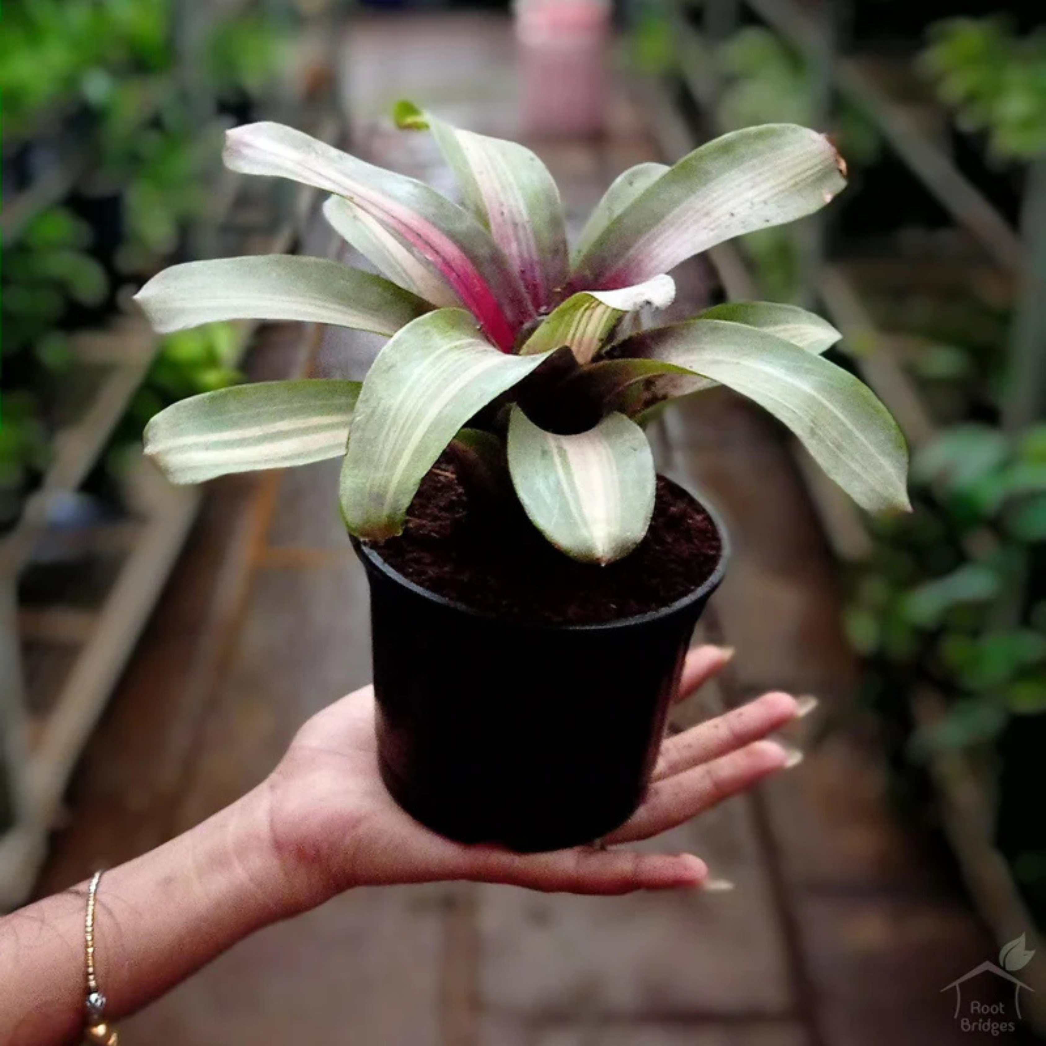 Bromeliad Neoregelia Zoe Striped Fireball Indoor/Outdoor Live Plant