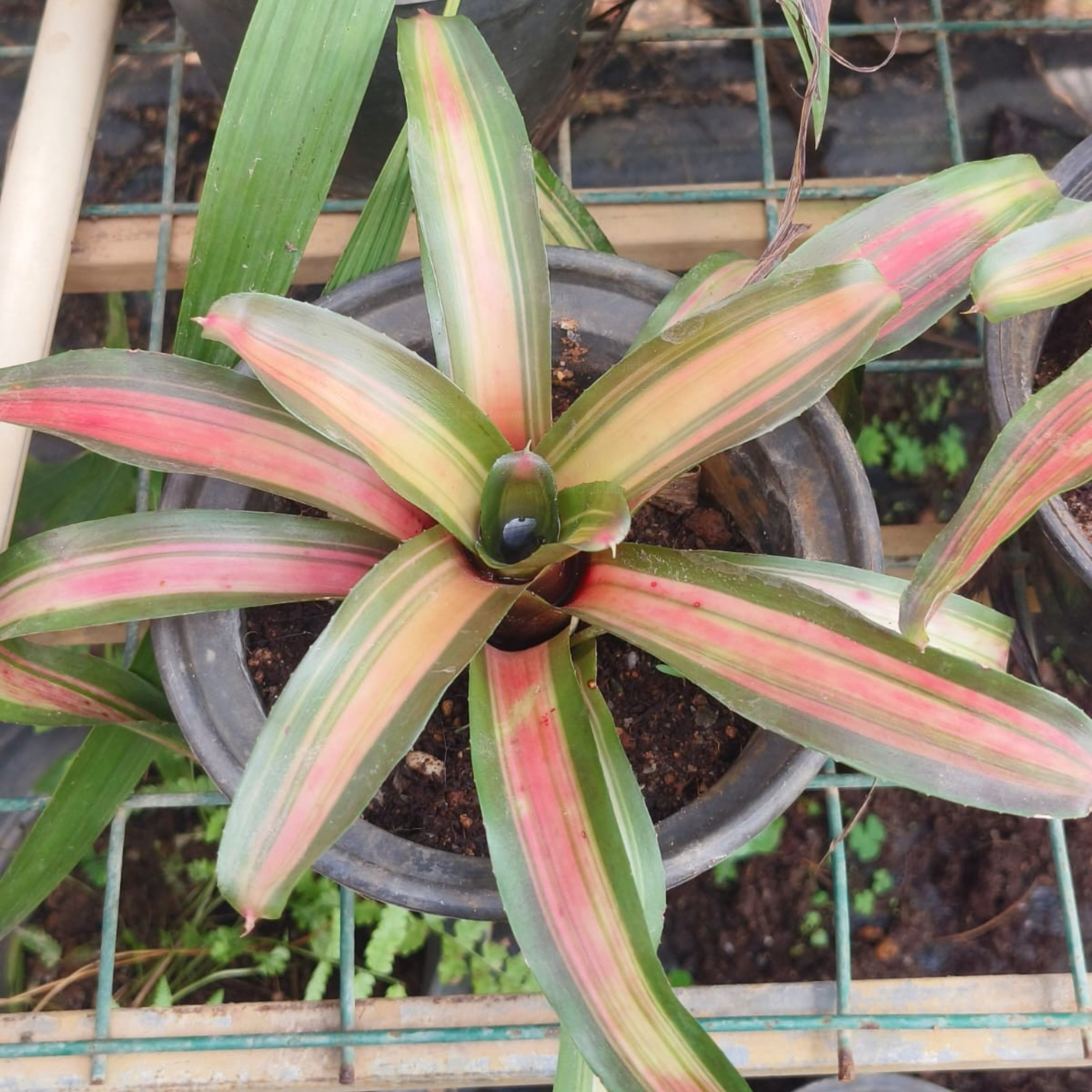 Bromeliad Neoregelia Zoe Striped Fireball Indoor/Outdoor Live Plant