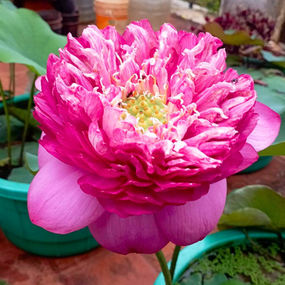 Bucha Lotus Tuber