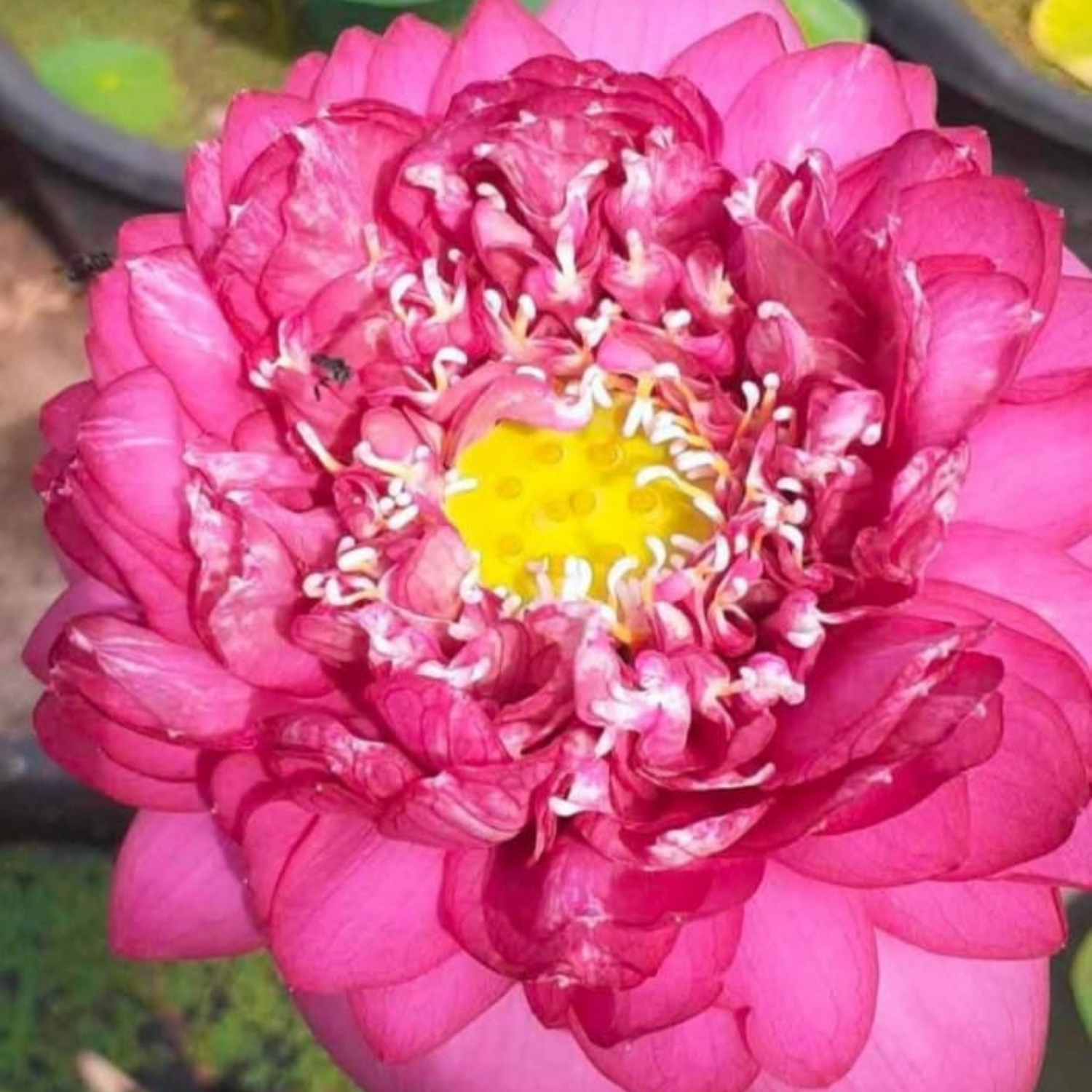 Bucha Lotus Tuber