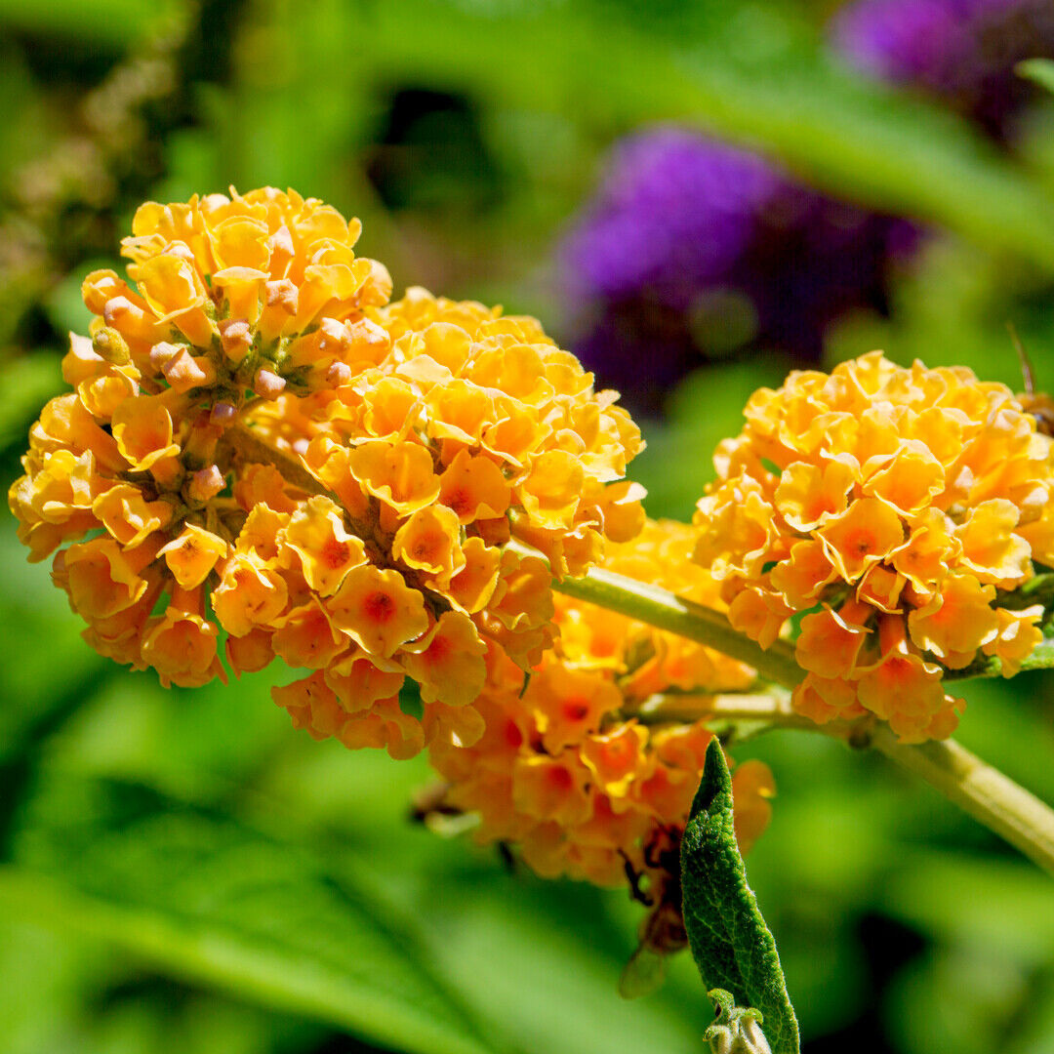 Buddleja / Butterfly Bush Yellow Flowering Live Plant