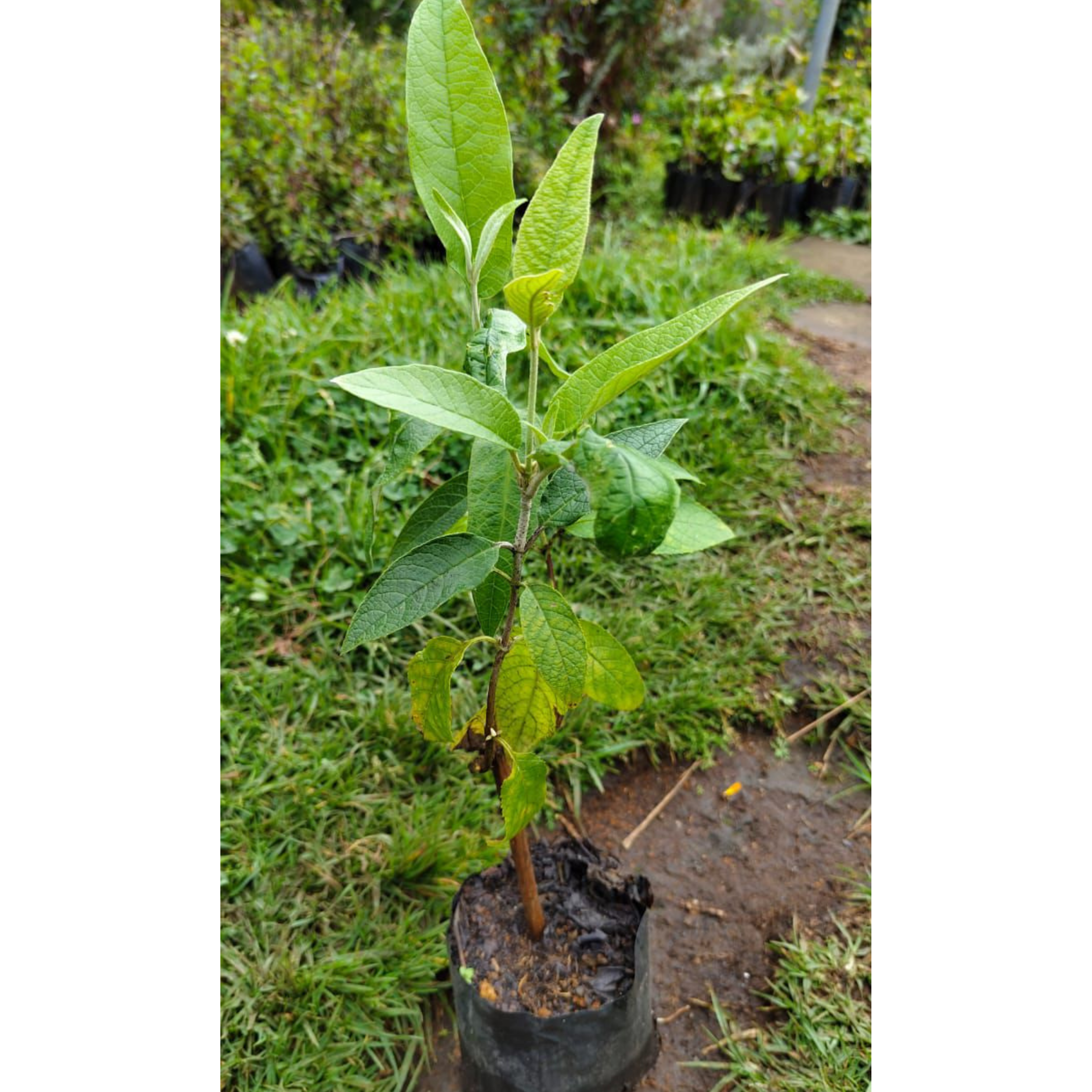 Buddleja / Butterfly Bush Yellow Flowering Live Plant