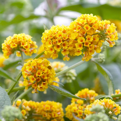 Buddleja / Butterfly Bush Yellow Flowering Live Plant