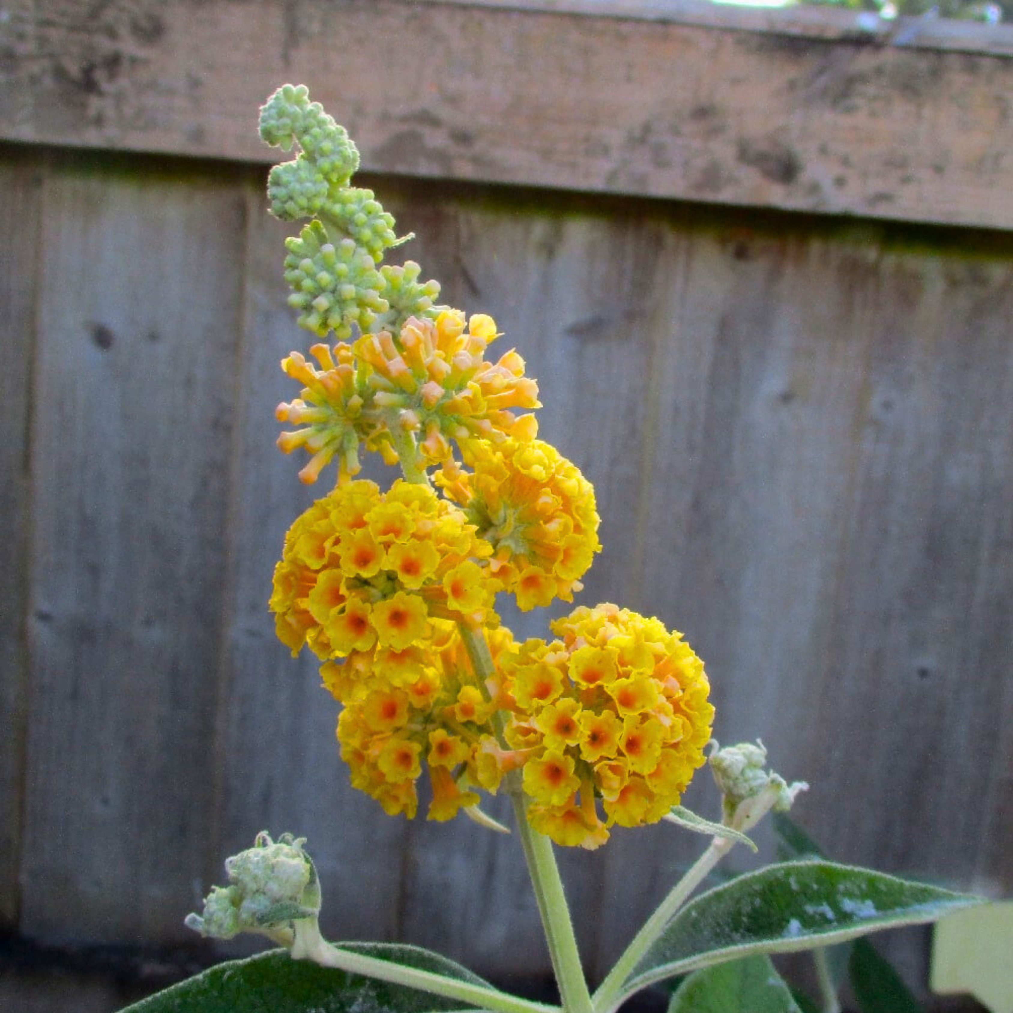 Buddleja / Butterfly Bush Yellow Flowering Live Plant