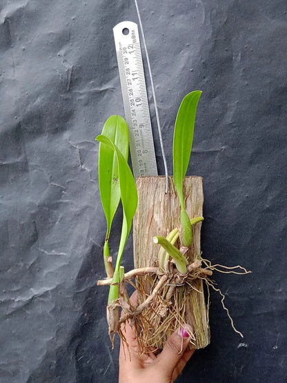 Bulbophyllum Maxillerie (Blooming Size)