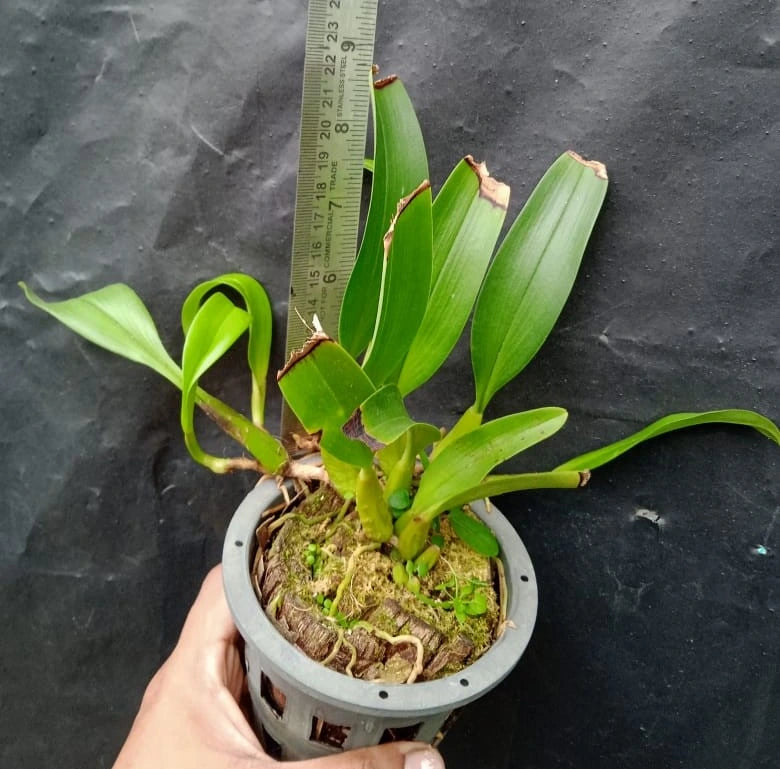 Bulbophyllum Elevatopunctatum