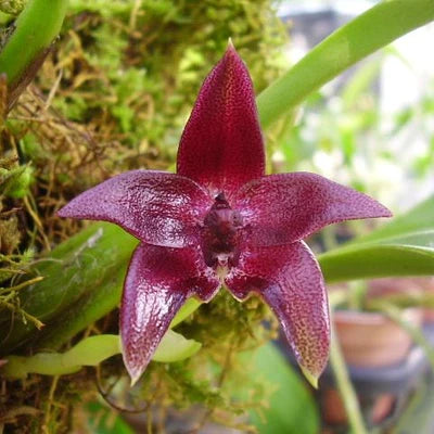 Bulbophyllum Elevatopunctatum
