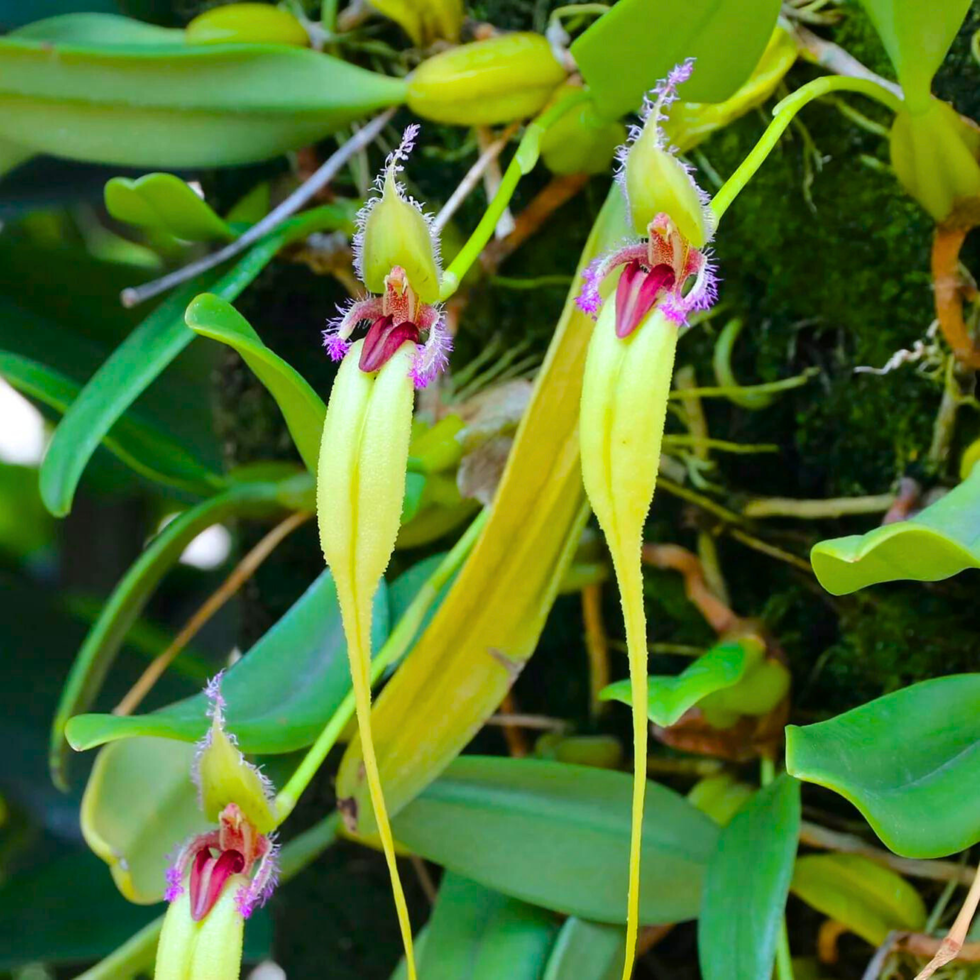 Bulbophyllum Fascinator Semi Alba (Blooming Size)