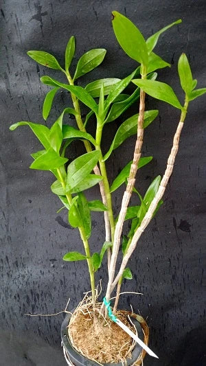 Dendrobium Bullenianum