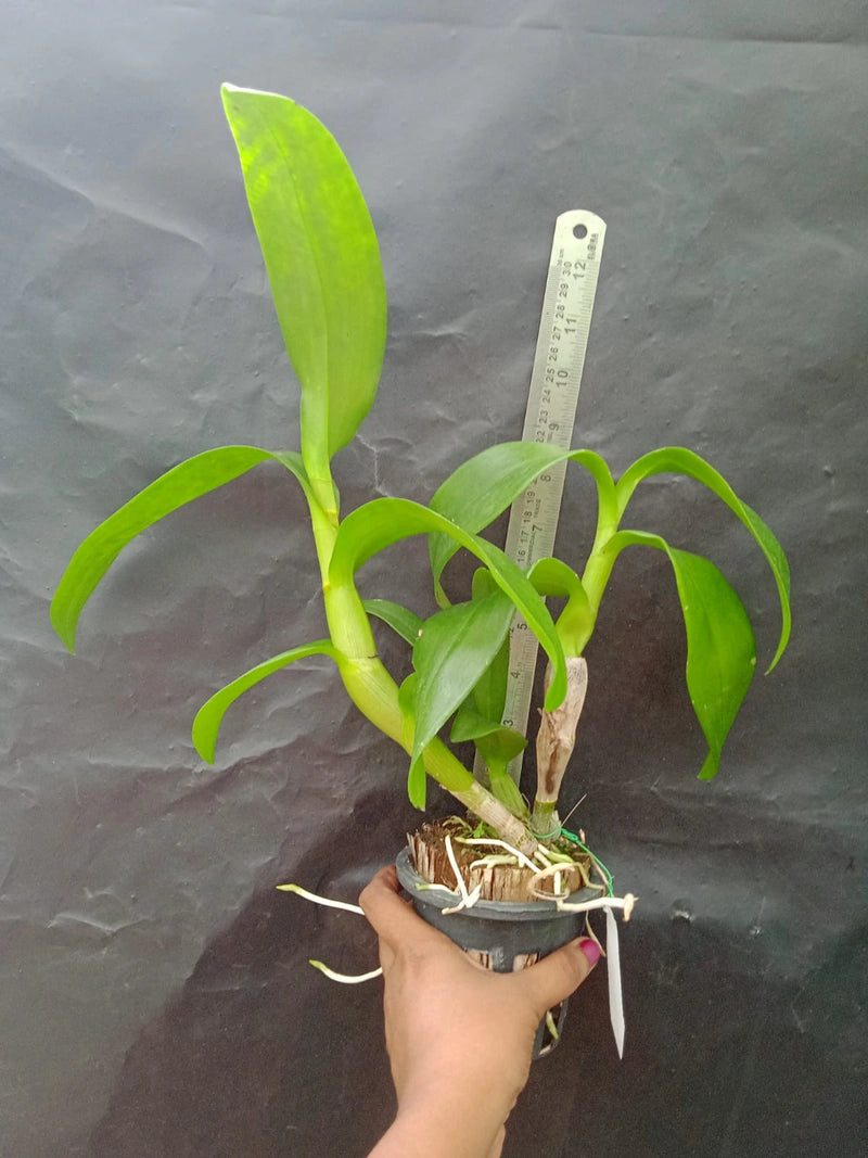 Dendrobium Burana Sundae (Blooming)
