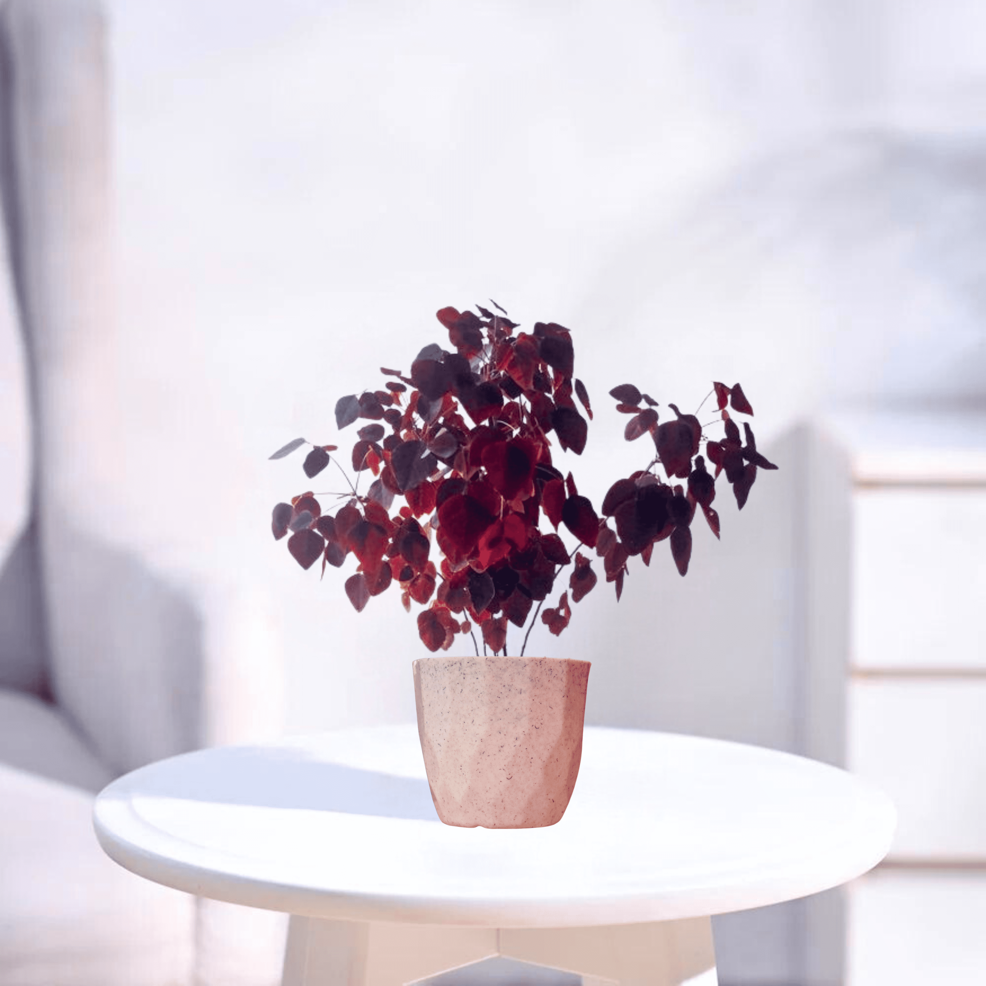 Butterfly Miniature | Indoor Plant