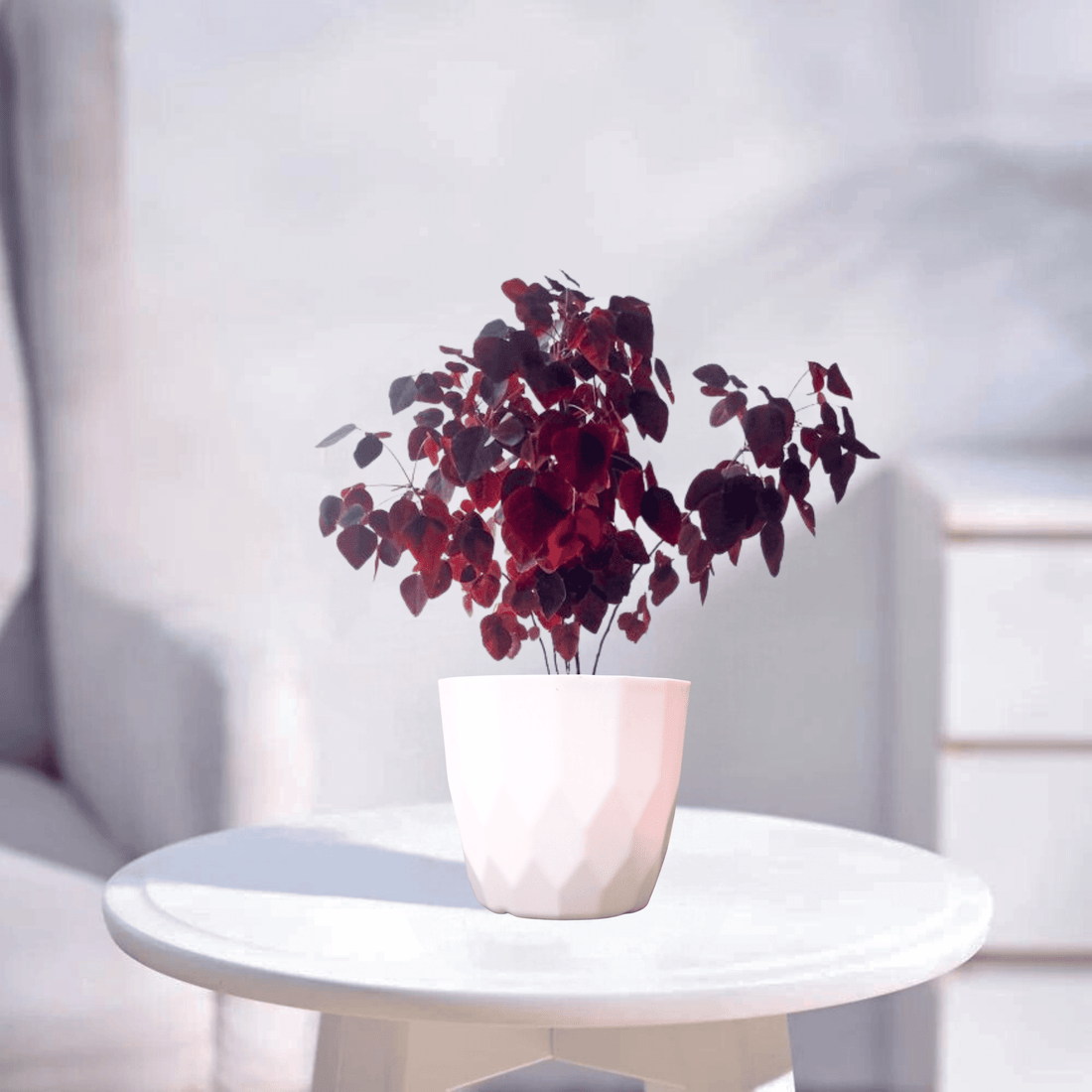 Butterfly Miniature | Indoor Plant