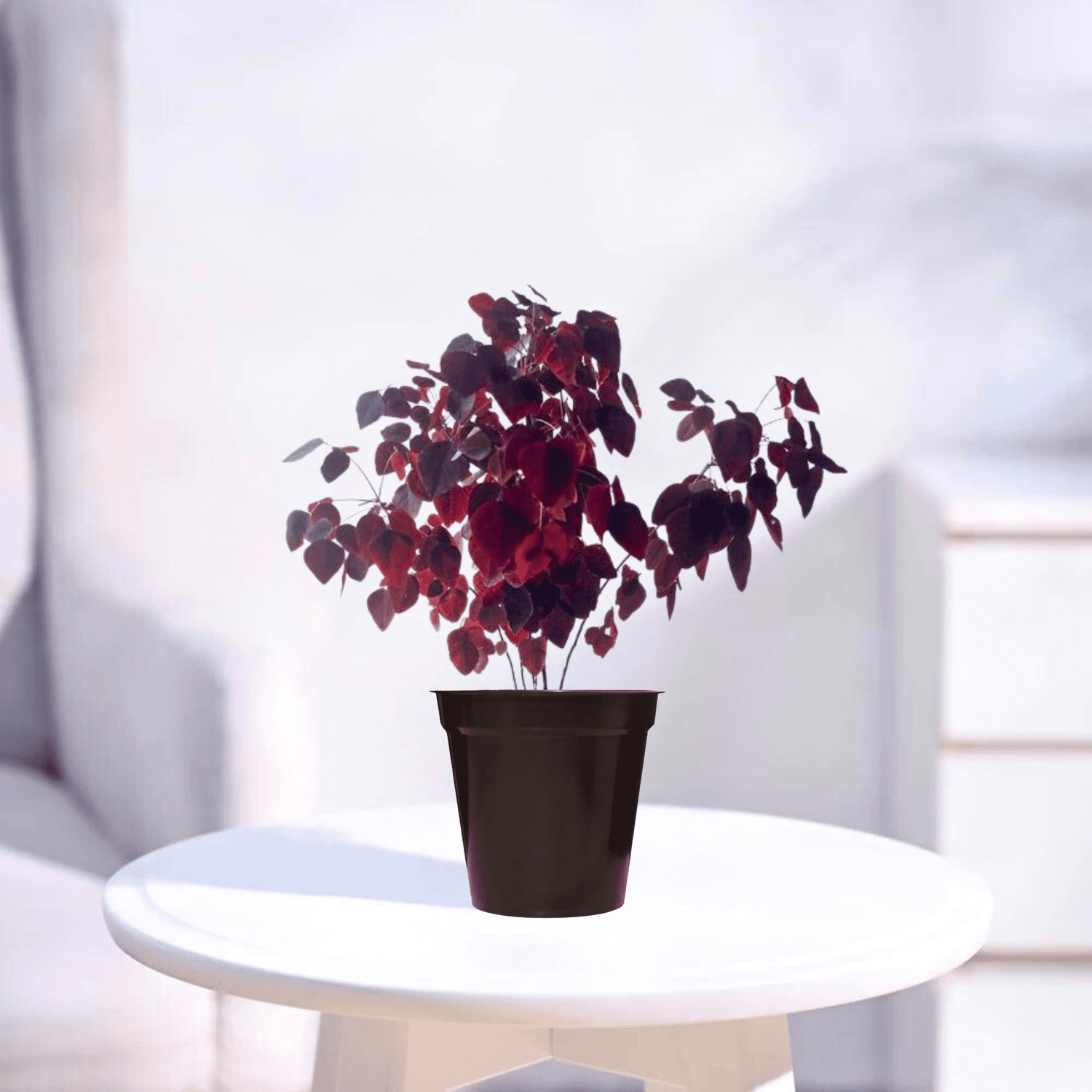 Butterfly Miniature | Indoor Plant