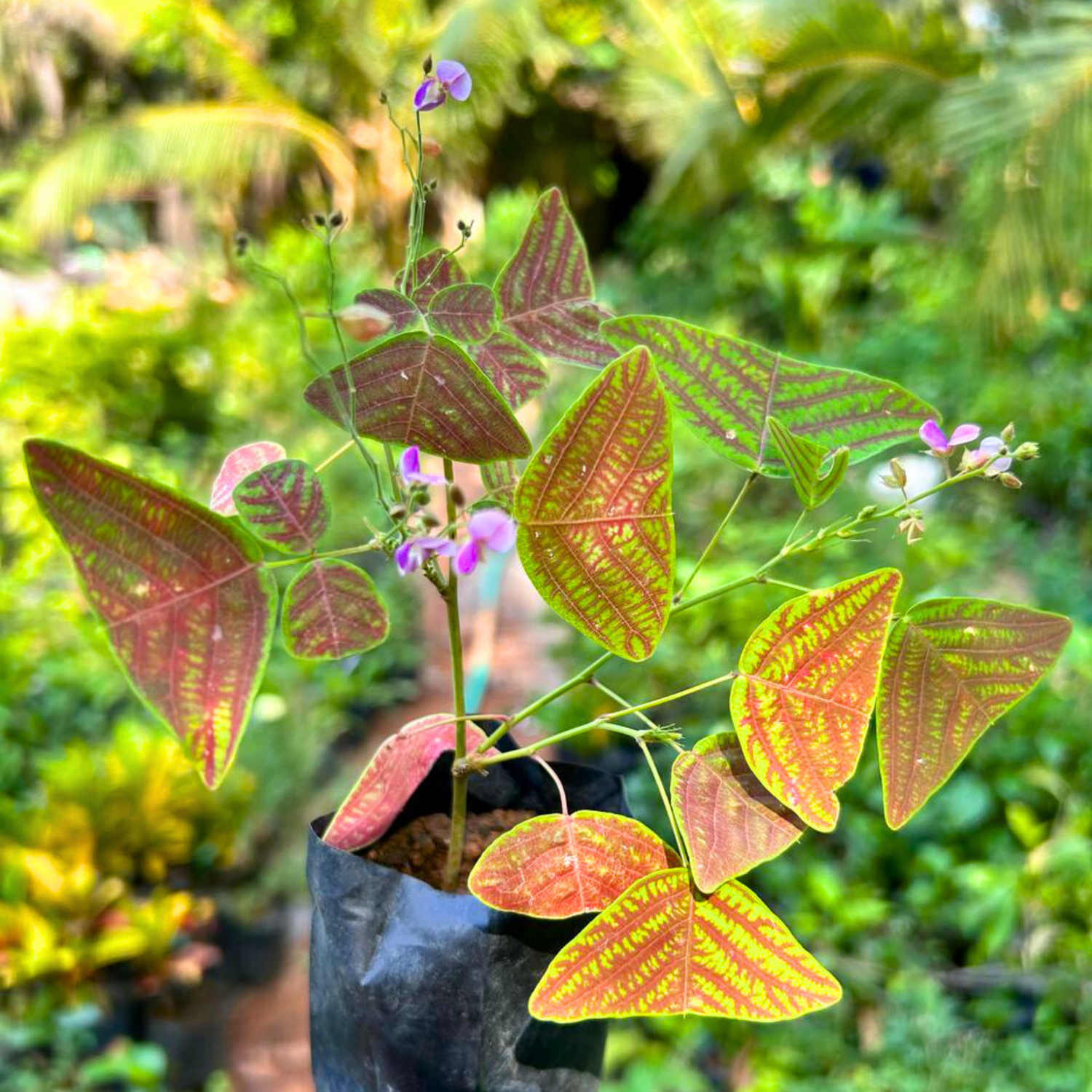 Butterfly Plant Hybrid Flowering Live Plant