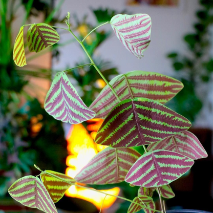 Butterfly Plant Hybrid Flowering Live Plant