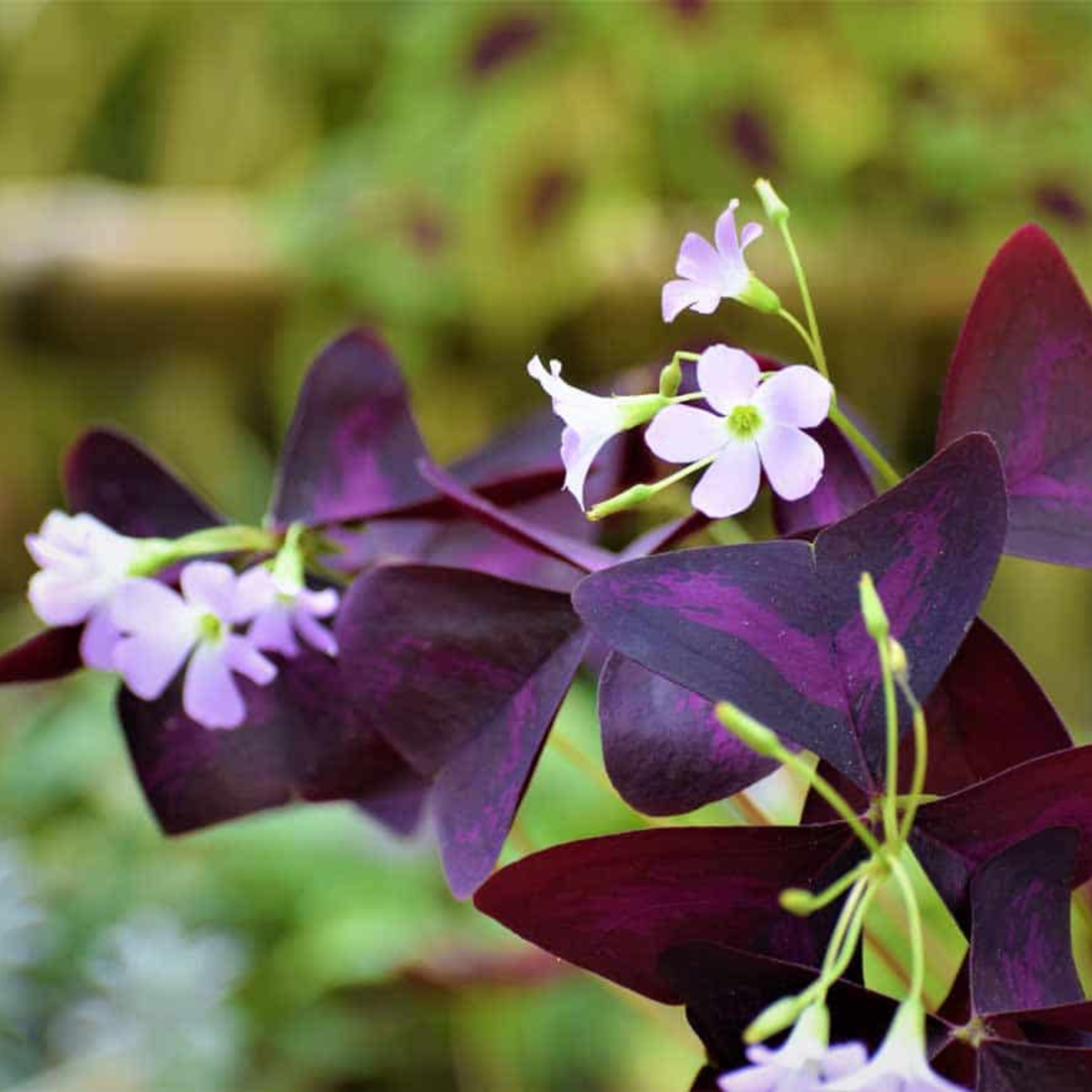 Butterfly Plant Purple (Oxalis triangularis) Flowering Live Plant