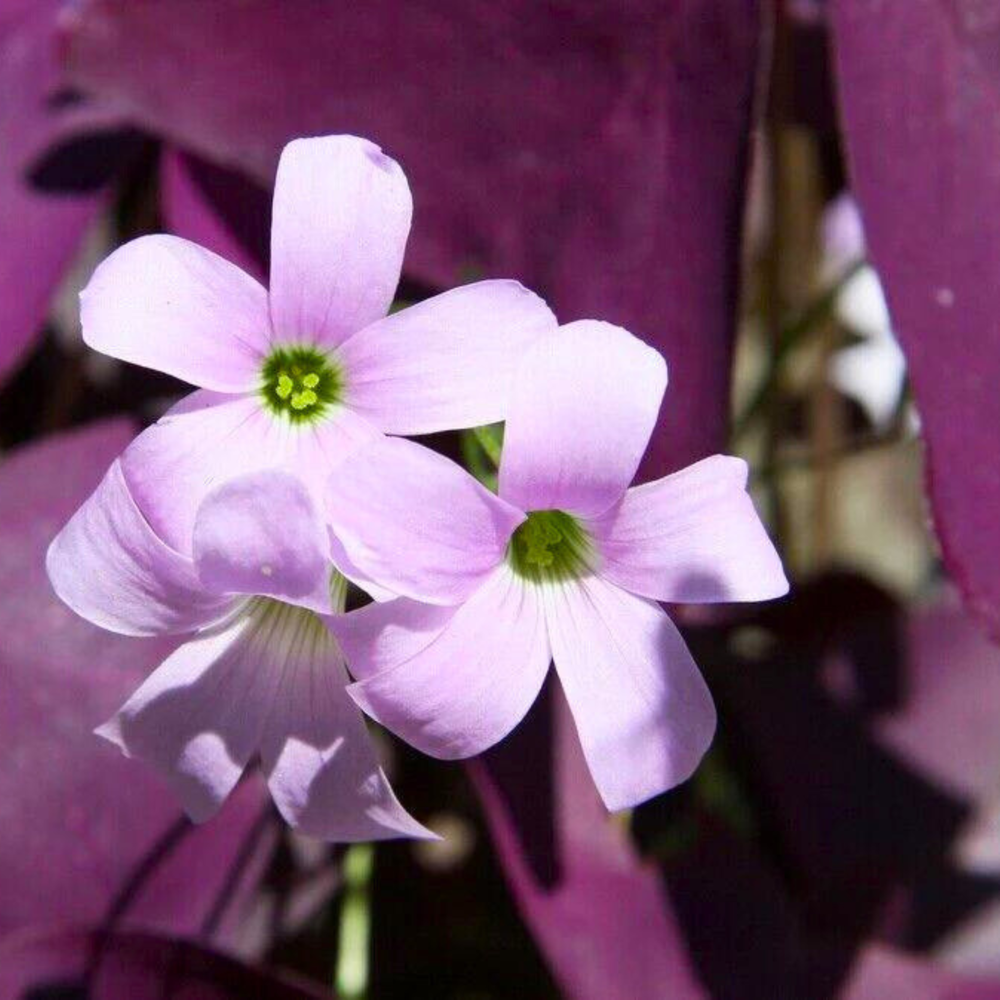 Butterfly Plant Purple (Oxalis triangularis) Flowering Live Plant