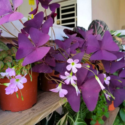 Butterfly Plant Purple (Oxalis triangularis) Flowering Live Plant