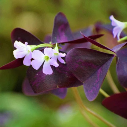 Butterfly Plant Purple (Oxalis triangularis) Flowering Live Plant