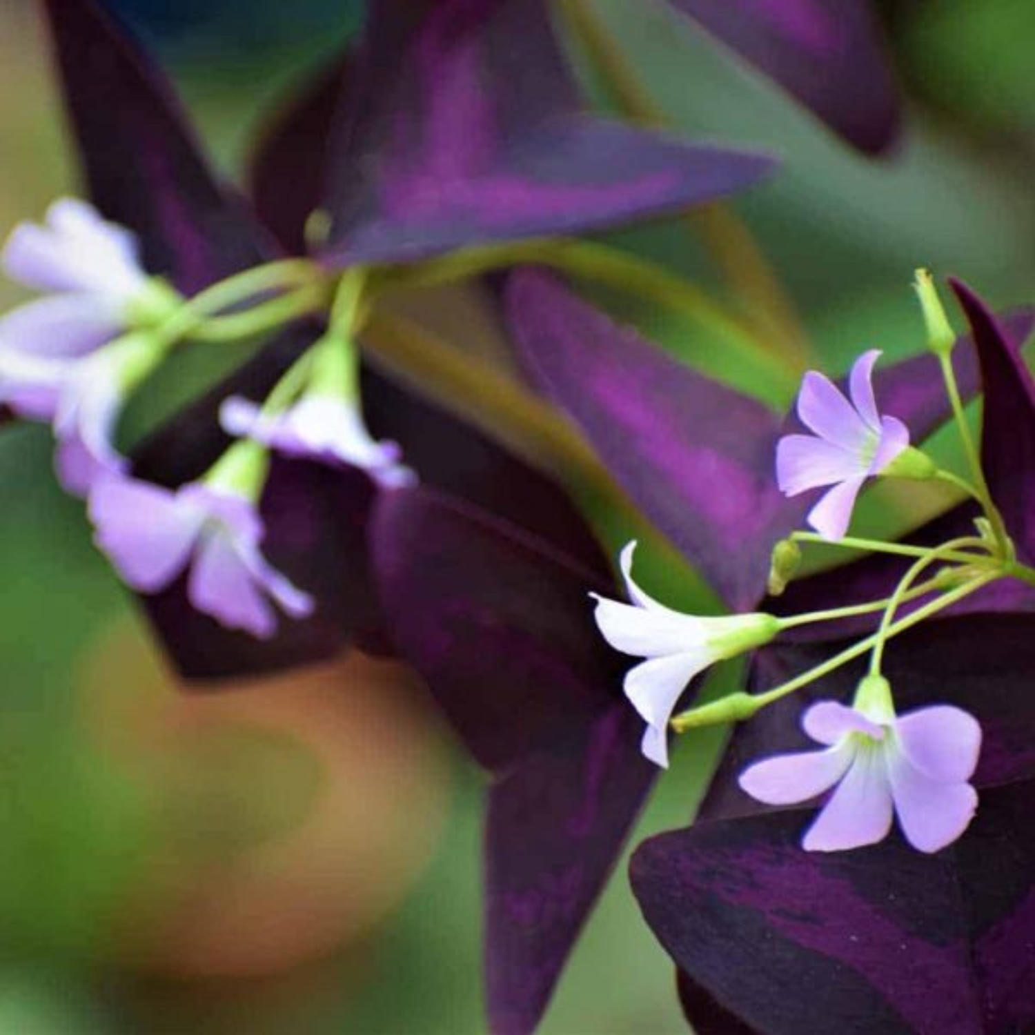 Butterfly Plant Purple (Oxalis triangularis) Flowering Live Plant