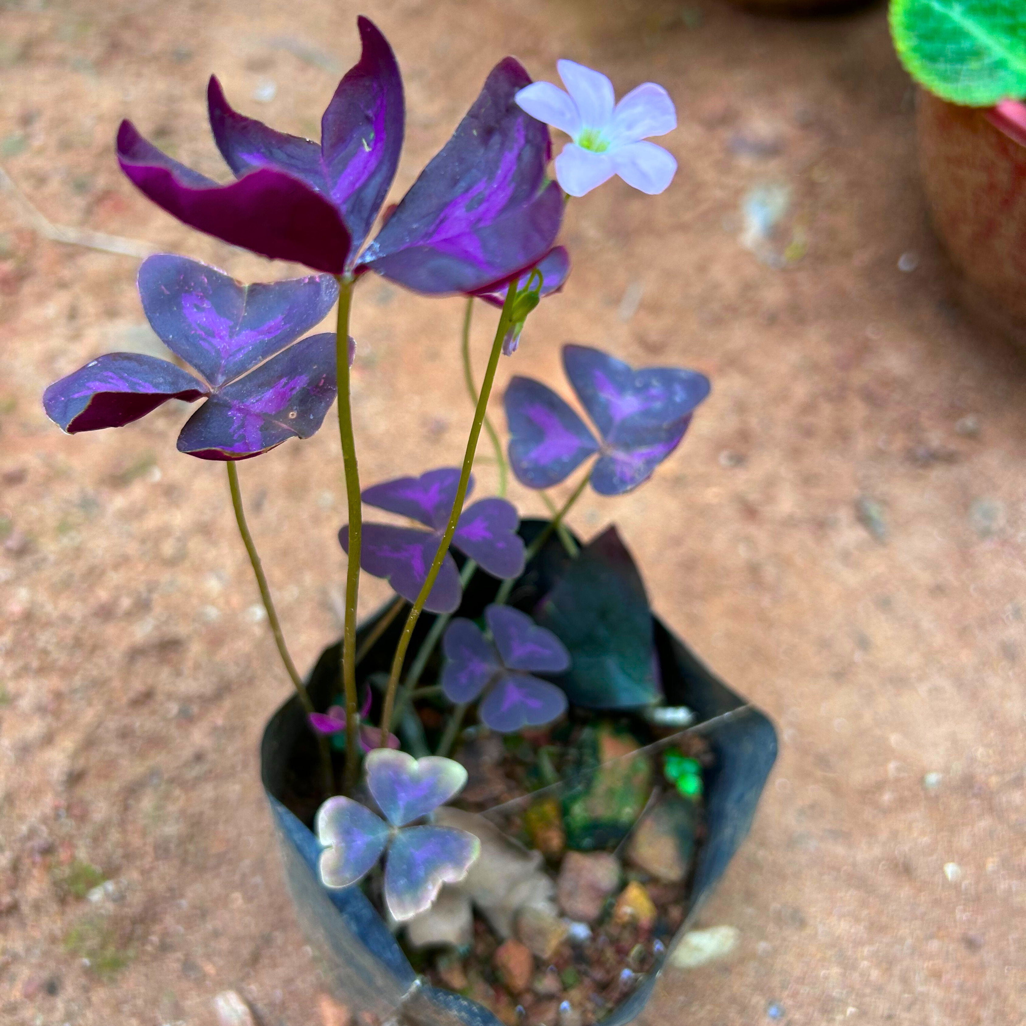 Butterfly Plant Purple (Oxalis triangularis) Flowering Live Plant