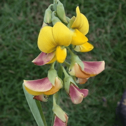 Butterfly Plant / Rattleweed (Crotalaria retusa) Flowering Live Plant