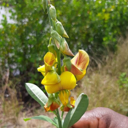 Butterfly Plant / Rattleweed (Crotalaria retusa) Flowering Live Plant