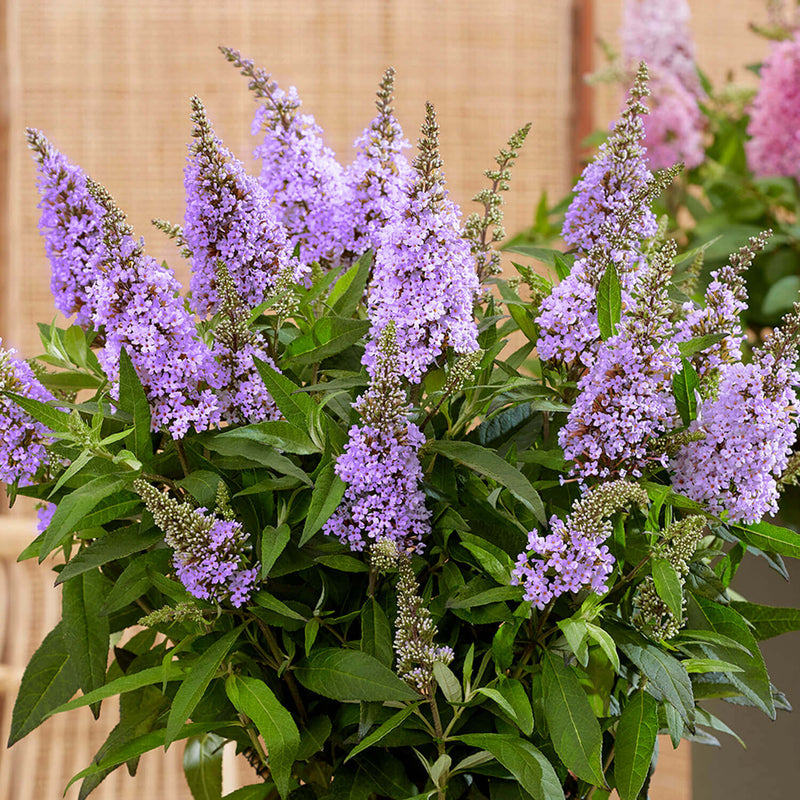 Butterfly Bush Light Purple Flowering Live Plant