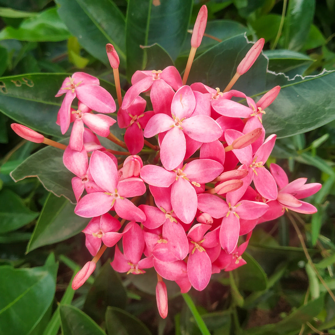 Ixora Pink All Time Flowering Live Plant