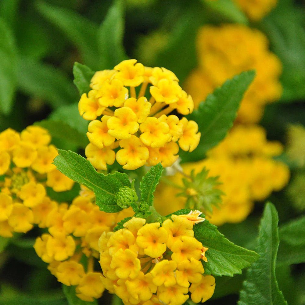 Lantana Yellow (Tick Berry) All Time Flowering Live Plant