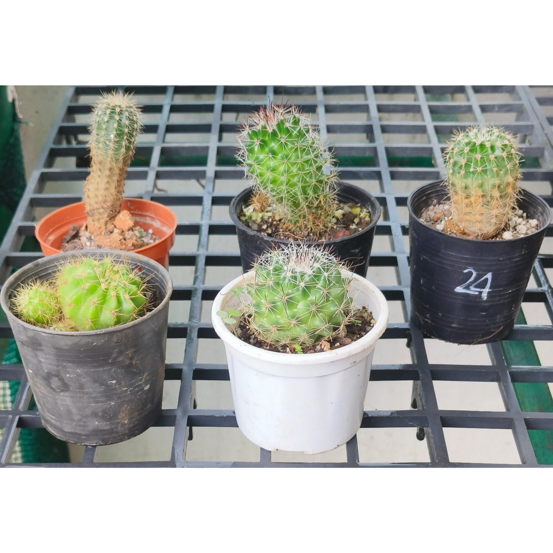 Cactus Live Plant (5 Plants) Combo