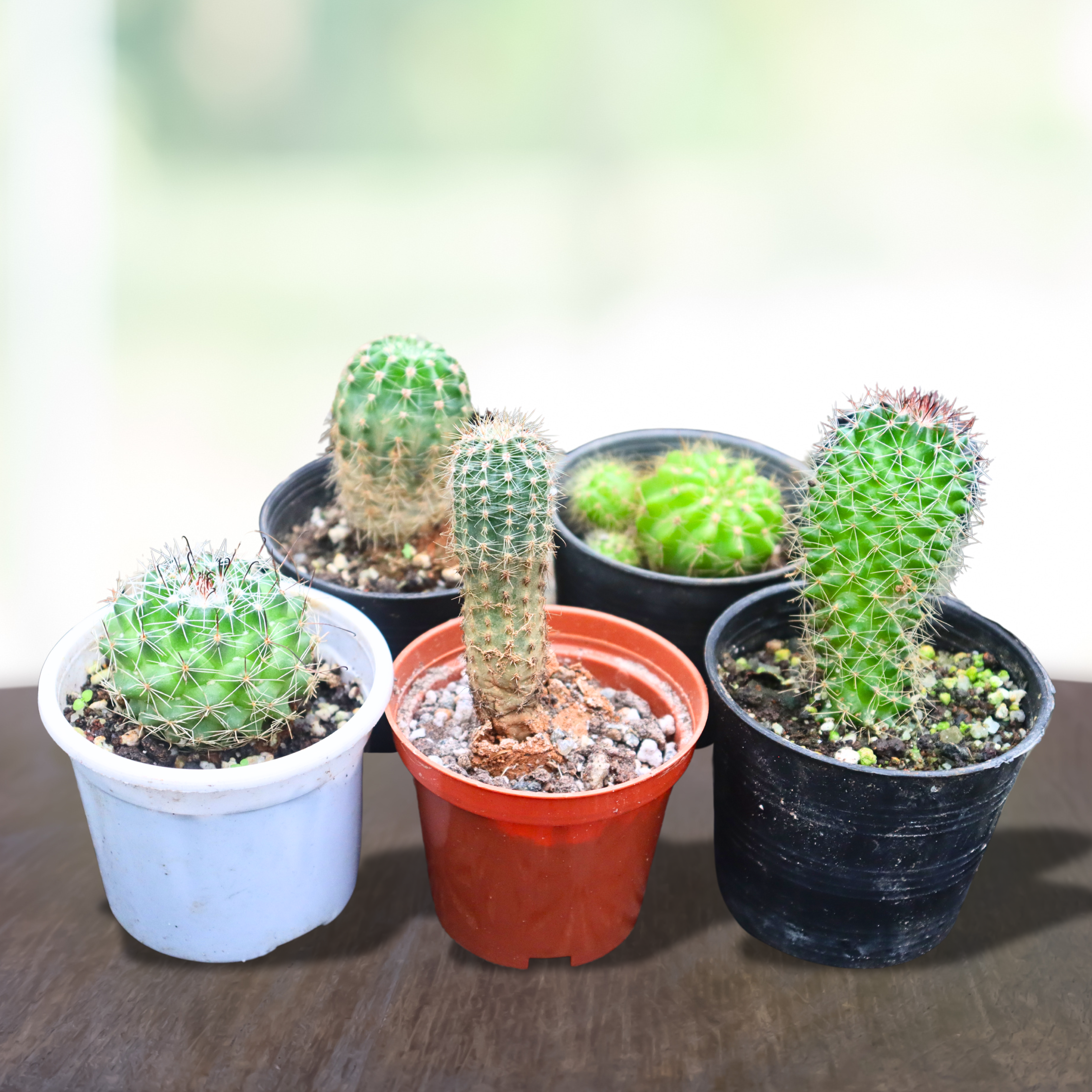 Cactus Live Plant (5 Plants) Combo