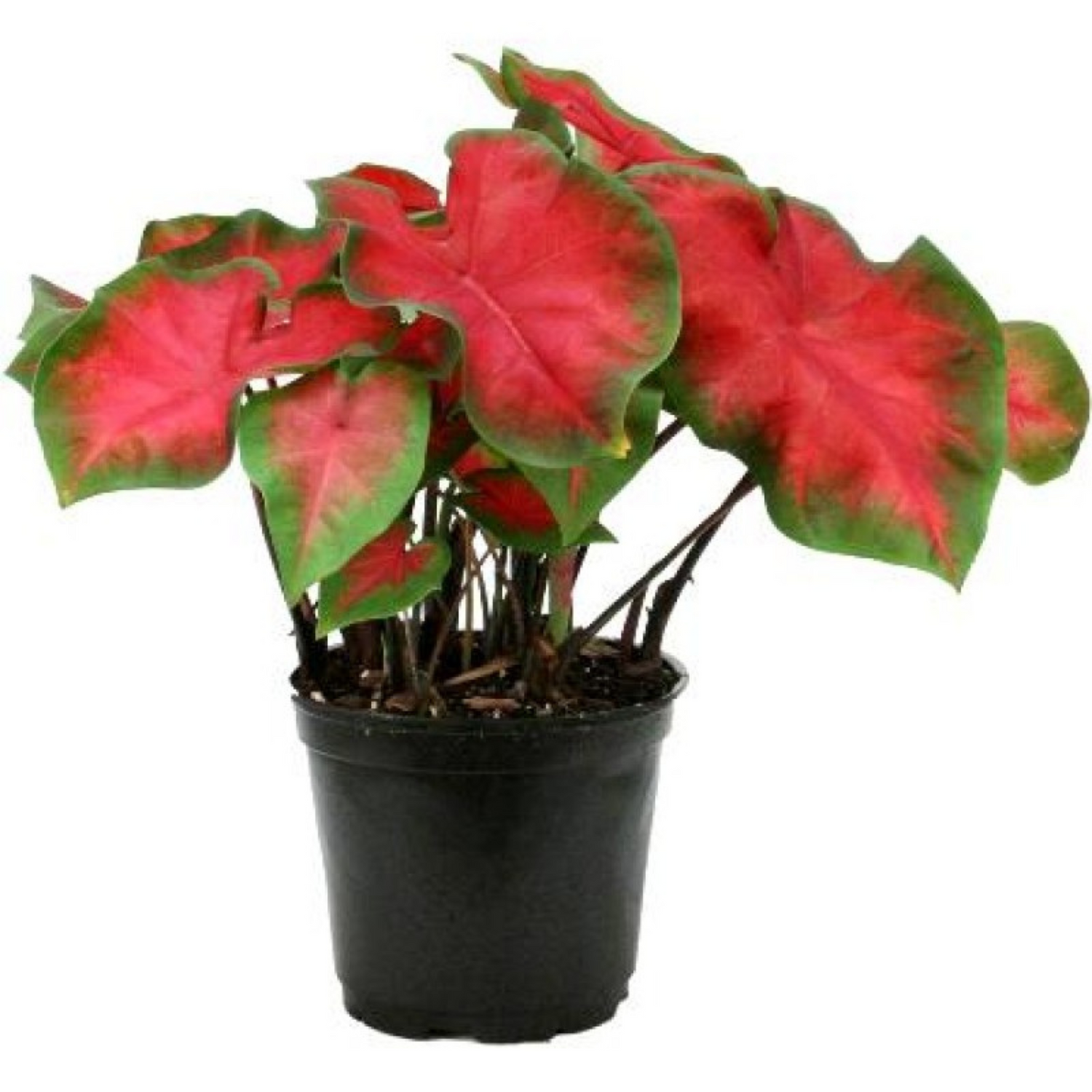 Caladium (Red Ruffle) Indoor/Outdoor Live Plant