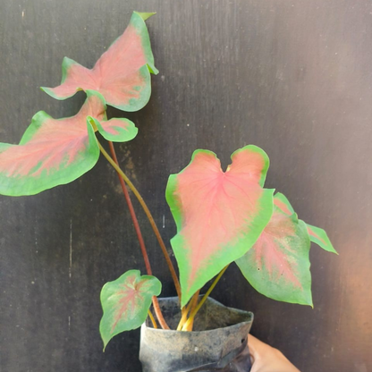 Caladium (Red Ruffle) Indoor/Outdoor Live Plant