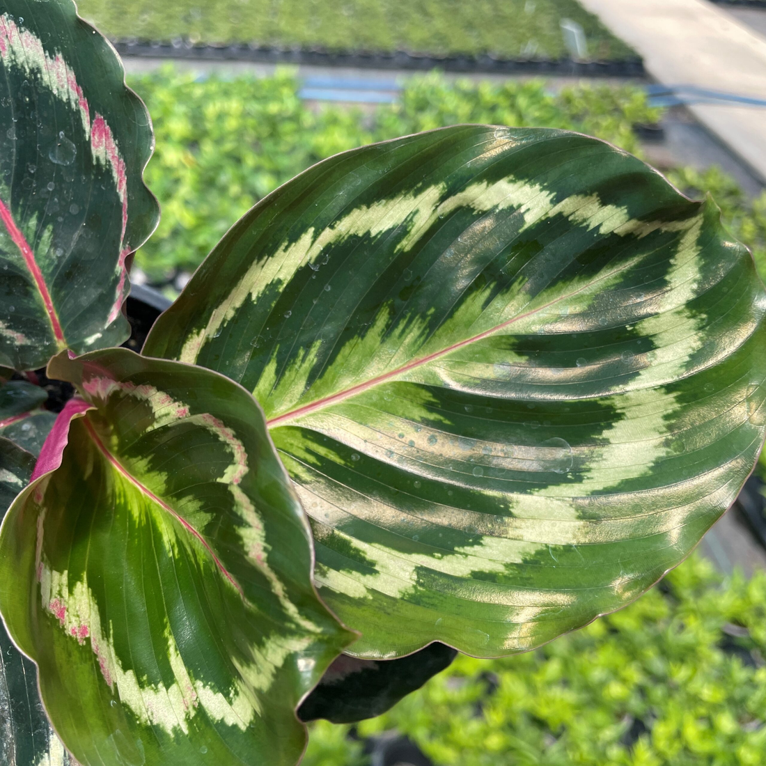 Calathea Medallion (Goeppertia veitchiana) Live Plant