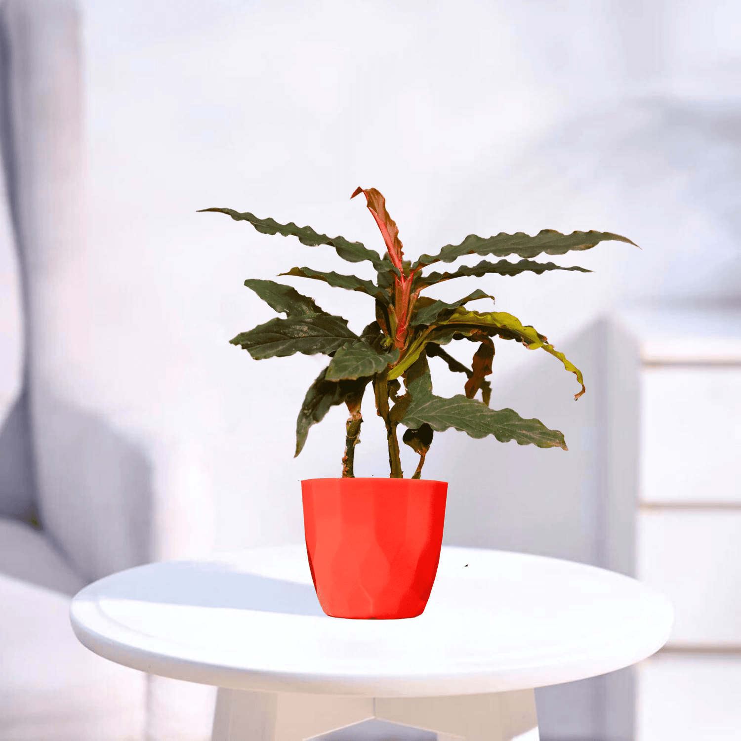 Calathea Rufibarba | Indoor Plant