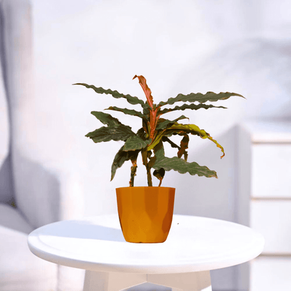 Calathea Rufibarba | Indoor Plant