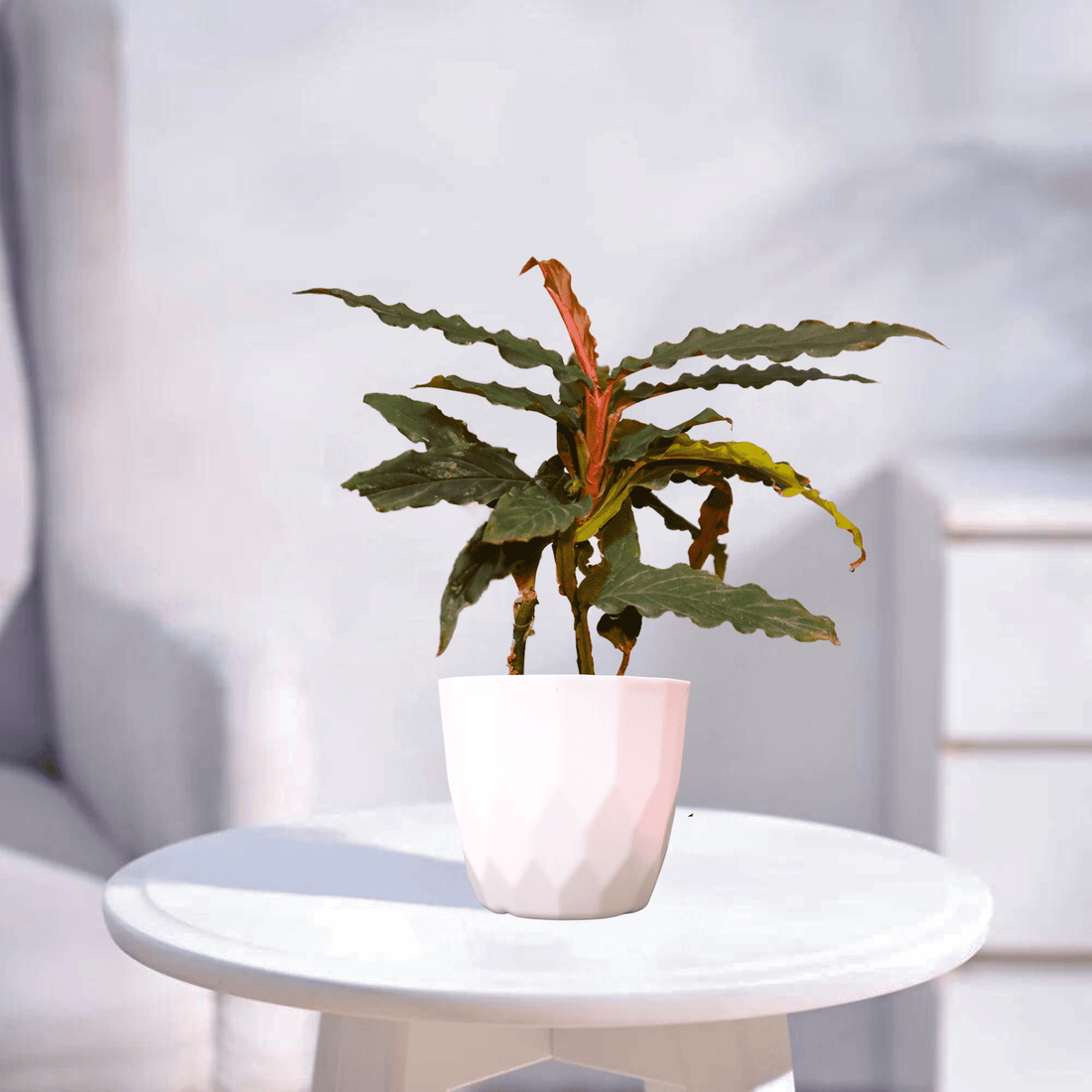 Calathea Rufibarba | Indoor Plant