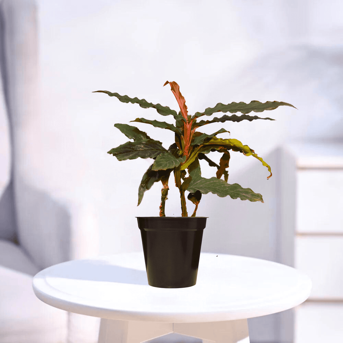 Calathea Rufibarba | Indoor Plant