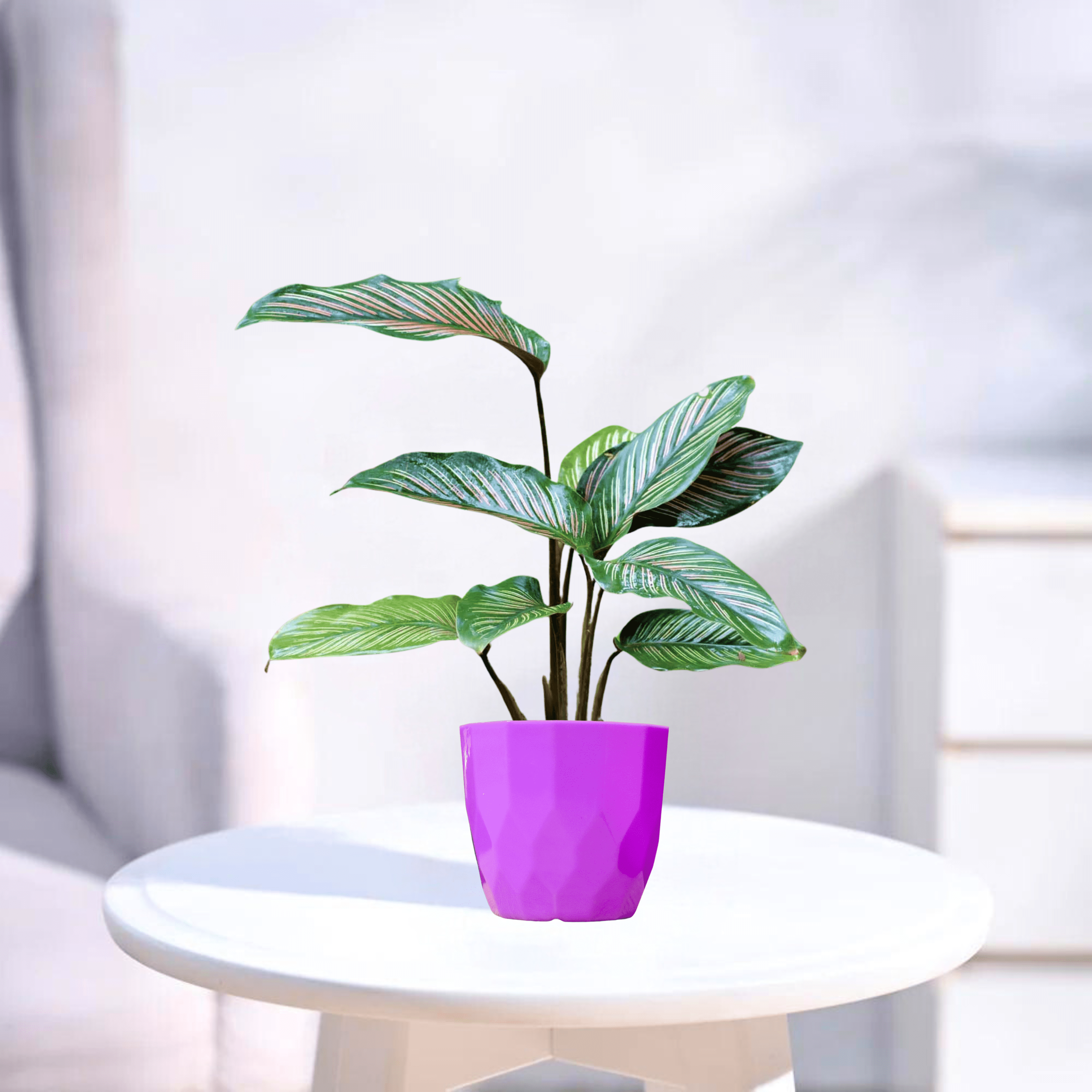 Calathea | Indoor Plant