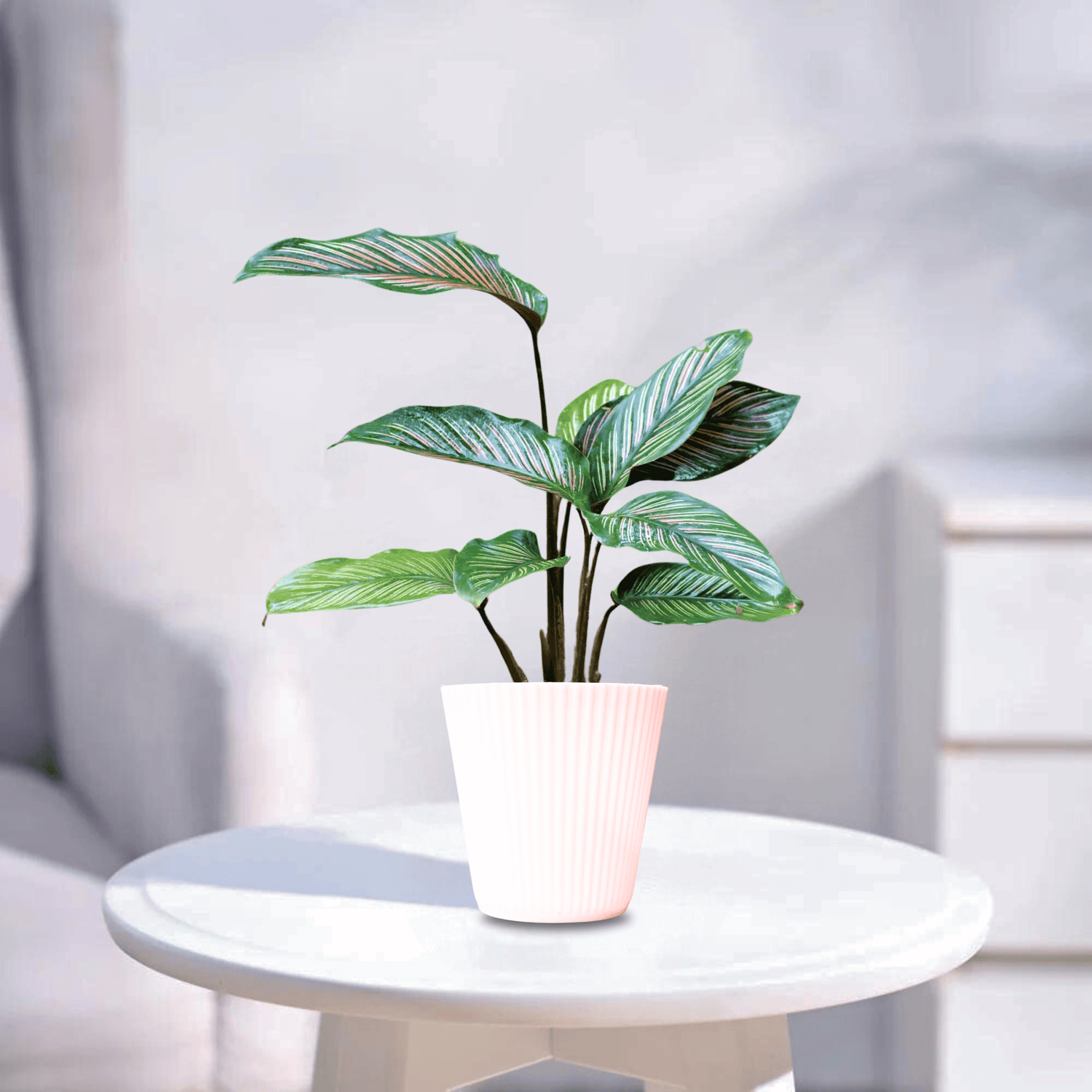 Calathea | Indoor Plant