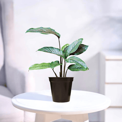 Calathea | Indoor Plant