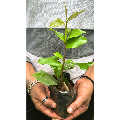 Camellia Multi Colour (Tree Rose) Rare All Time Flowering Live Plant