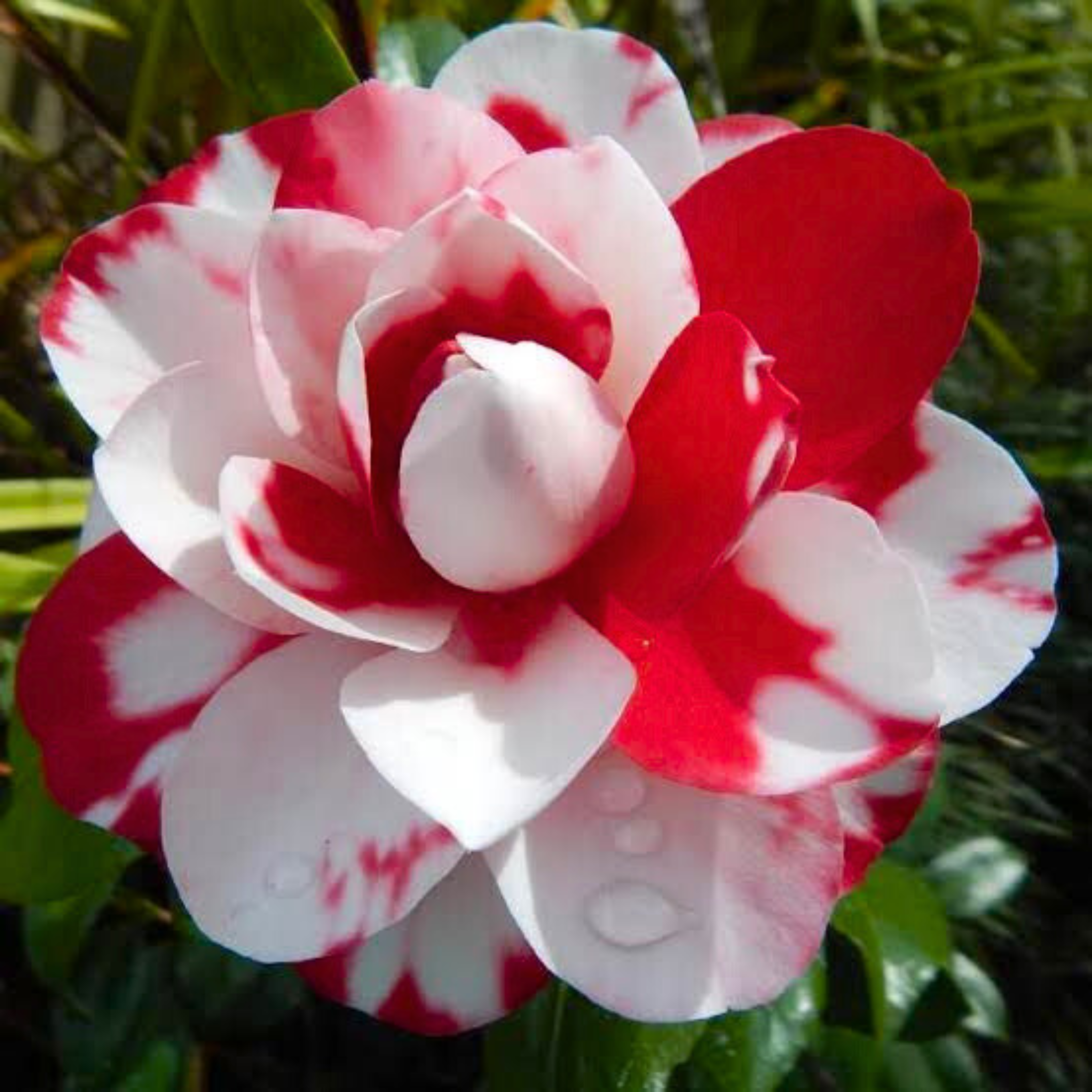 Camellia Multi Colour (Tree Rose) Rare All Time Flowering Live Plant