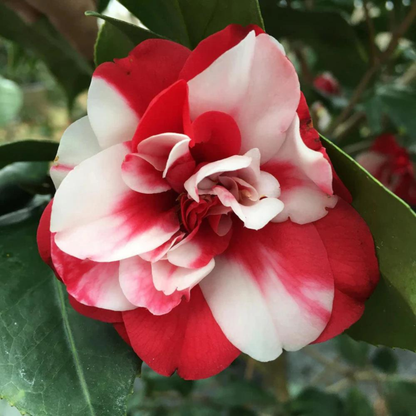 Camellia Multi Colour (Tree Rose) Rare All Time Flowering Live Plant